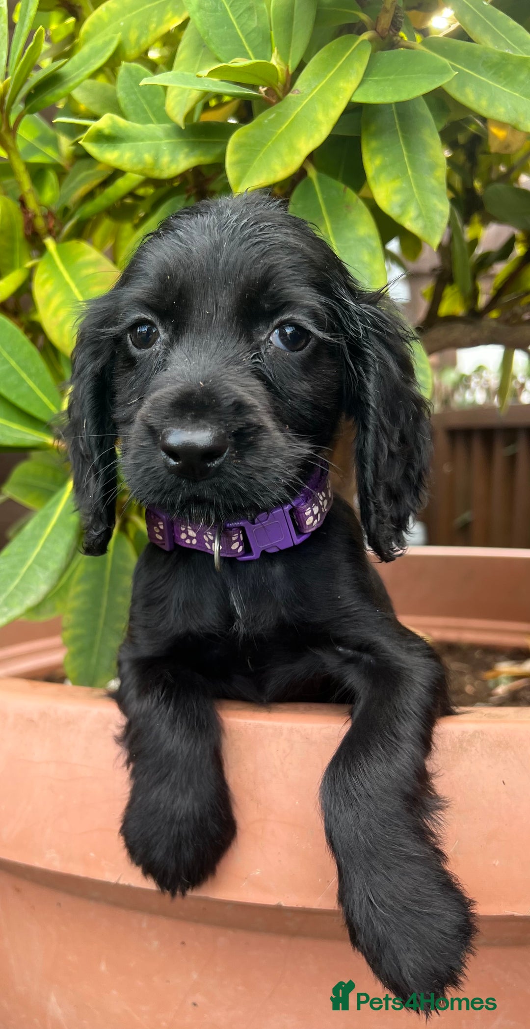 Cocker Spaniel dogs for sale: Working cocker spaniels  - Image 9