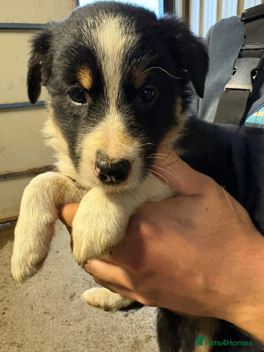 Border Collie dogs for sale: 🐾 Beautiful Collie Puppies 🐾 - Image 3