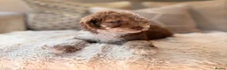 Cockapoo dogs for sale: ** RARE F1B CHOC MERLE & CREAM COCKAPOOS **  - Advert 4