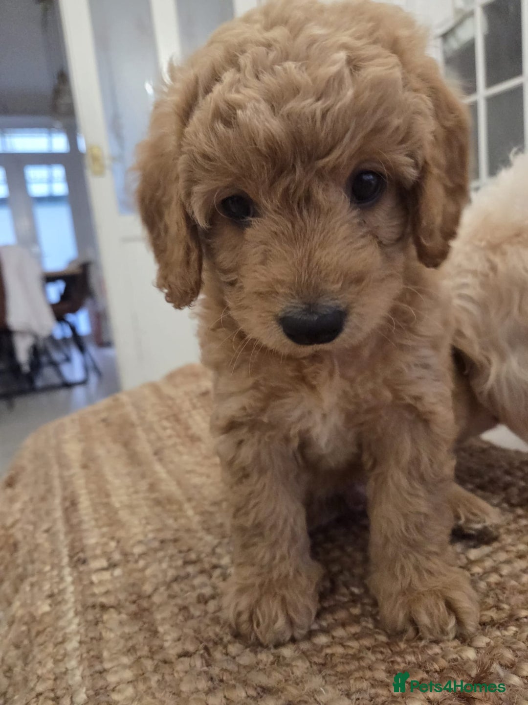 Cavapoo dogs for sale: Cavapoo looking for a forever home  - Advert 6