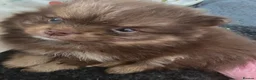 Pomeranian dogs for sale: Stunning rare coloured Pomeranian puppies  - Advert 4