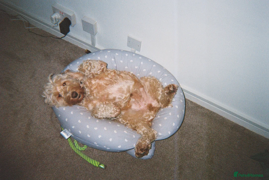Cockapoo dogs for sale: Herbie - Advert 5