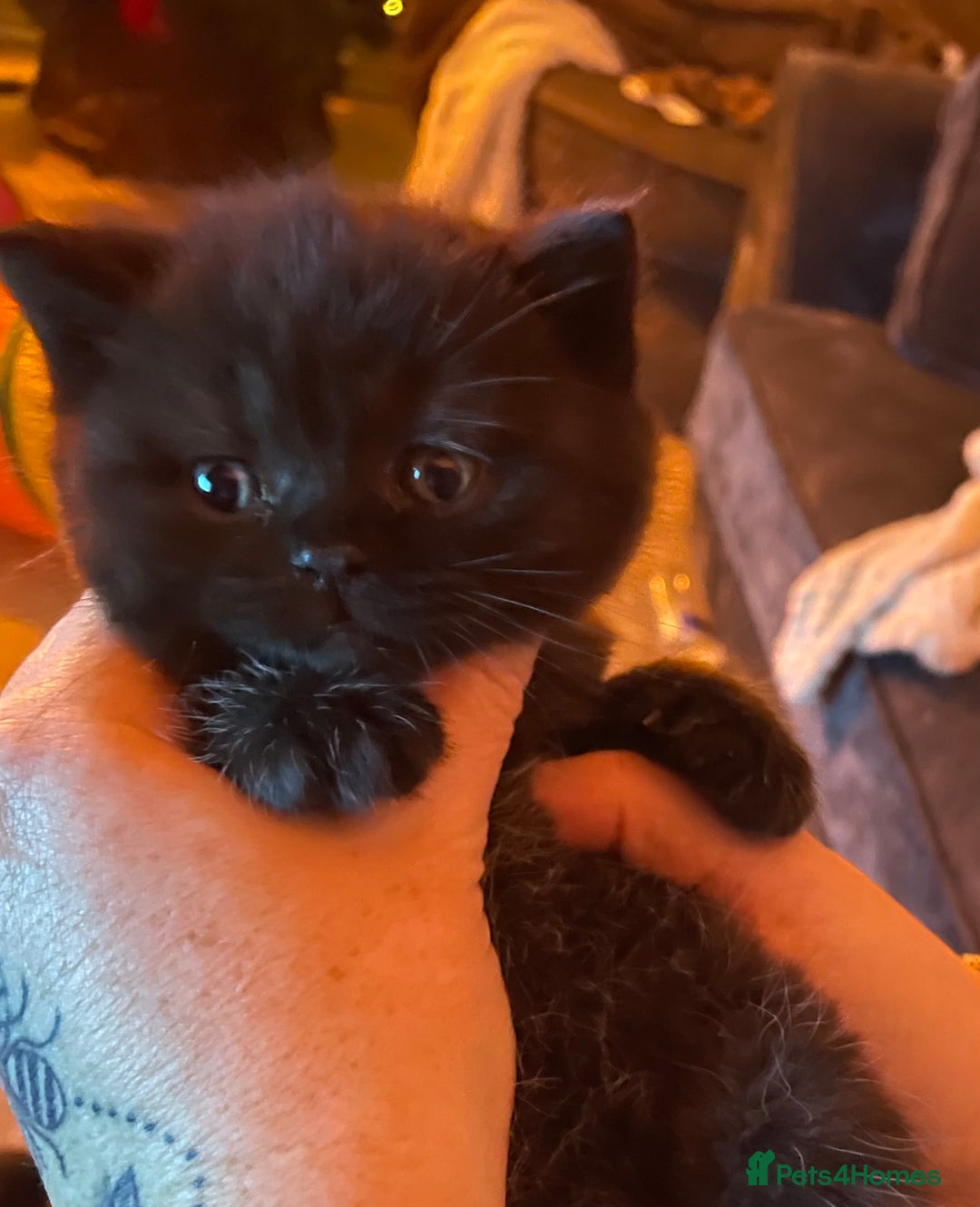 British Shorthair cats for sale: Black British shorthair boy - Advert 1