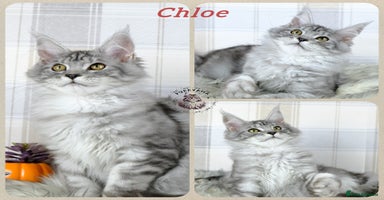Maine Coon cats - Advert 6