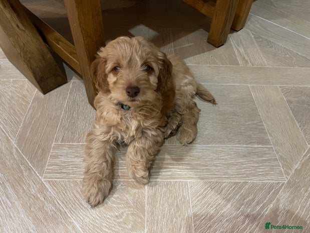 Cockapoo dogs 5 ⭐️ genetics F1b cockapoo Apricot with blue eyes - Advert 2