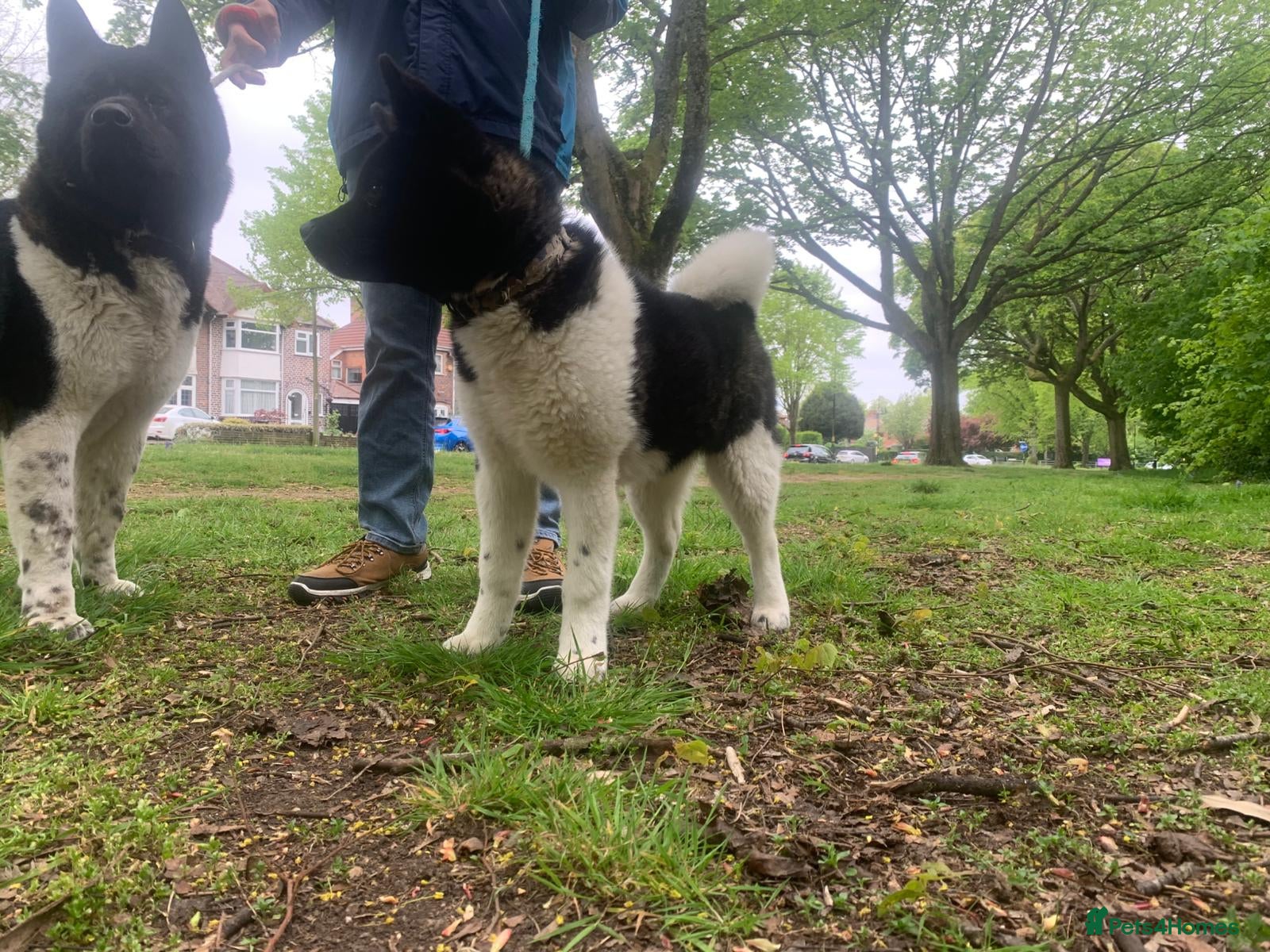 Akita dogs KC REGISTERED LAST FEMALE AKITA PUP  22 WEEKS OLD  - Advert 3