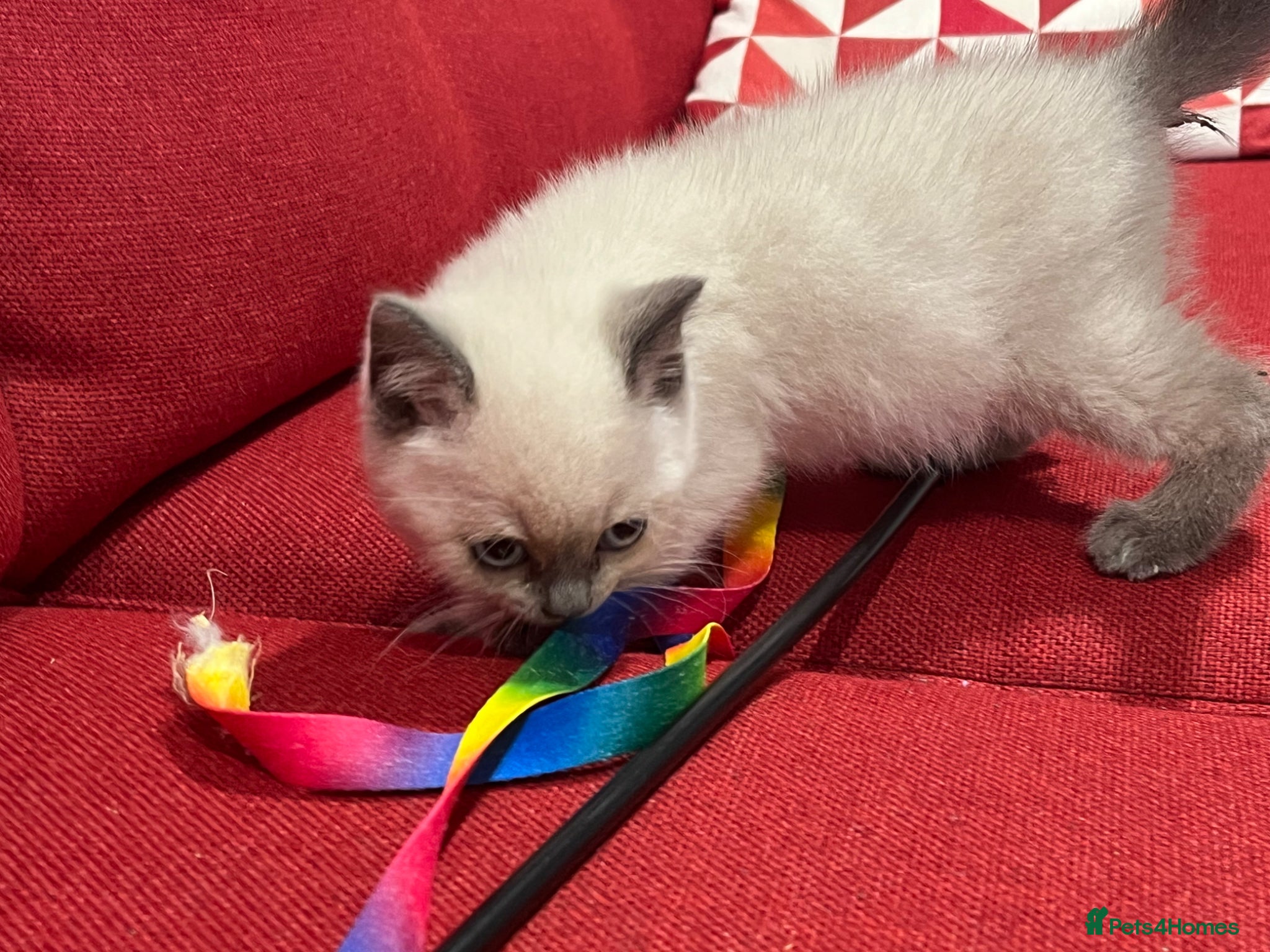 British Shorthair cats for sale: Stunning pure British Shorthaired Kittens  - Advert 6