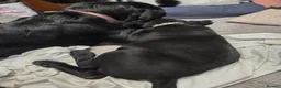 Mixed Breed dogs for sale: ONLY 3 LEFT - Corsodors - Labrador X Corso Puppies - Advert 9