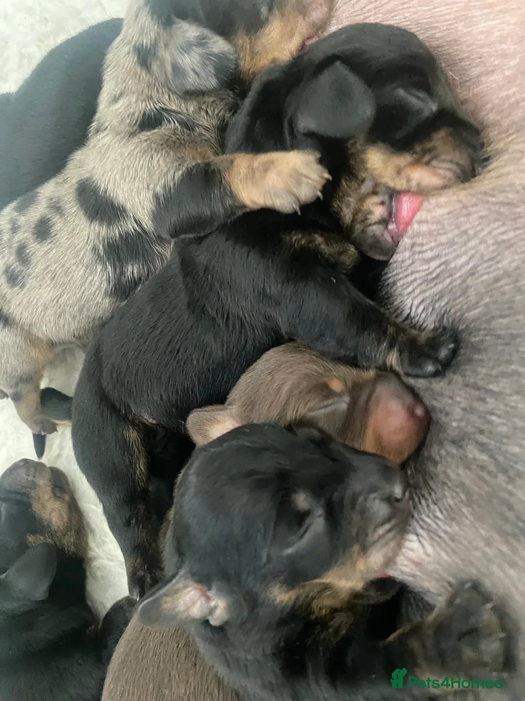Miniature Dachshund dogs for stud: Kc reg IVDD screened pra clear mini smooth  in Newton Abbot - Advert 4