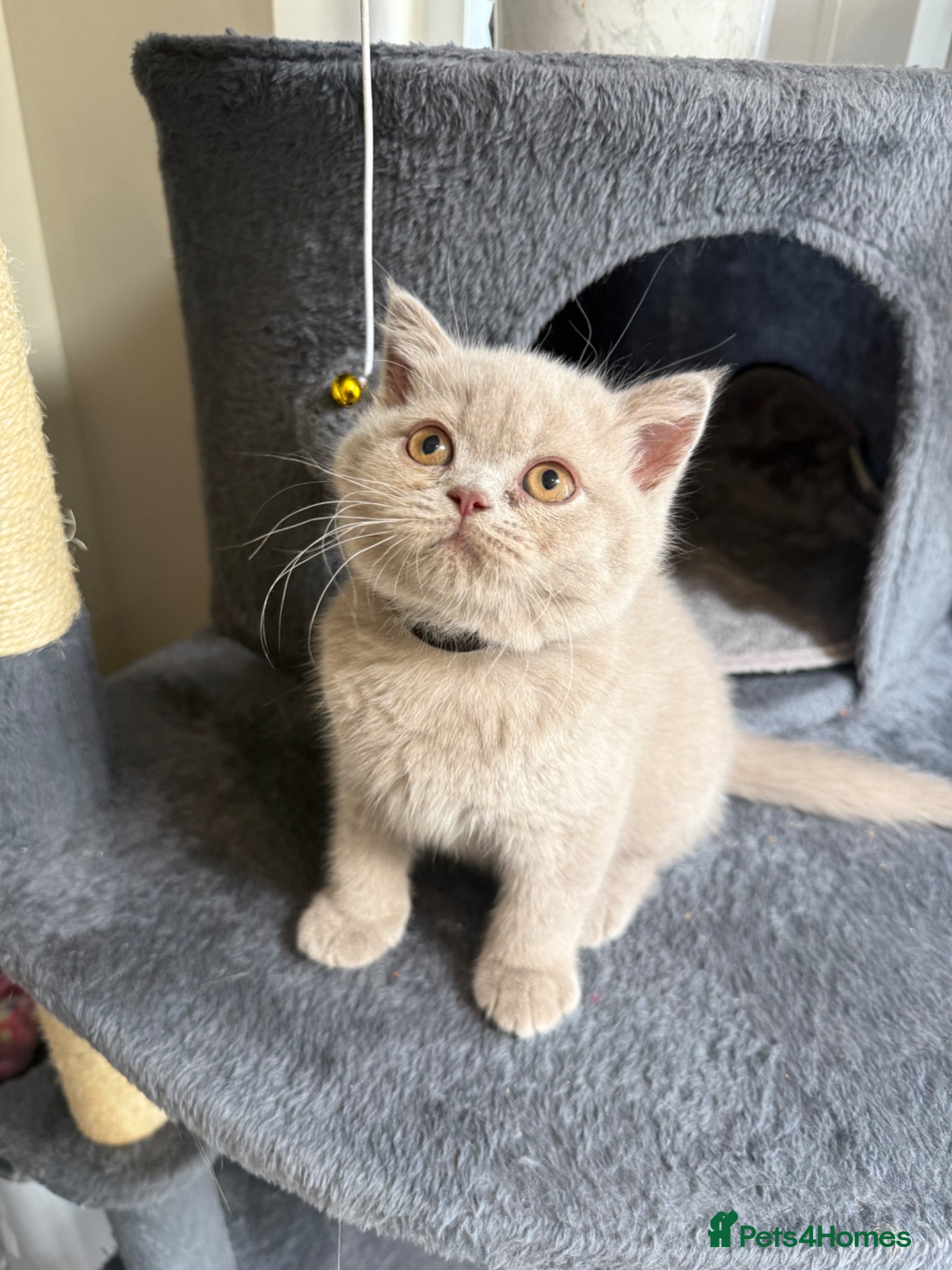 British Shorthair cats Supreme Champion Line British Shorthair Kittens - Advert 2