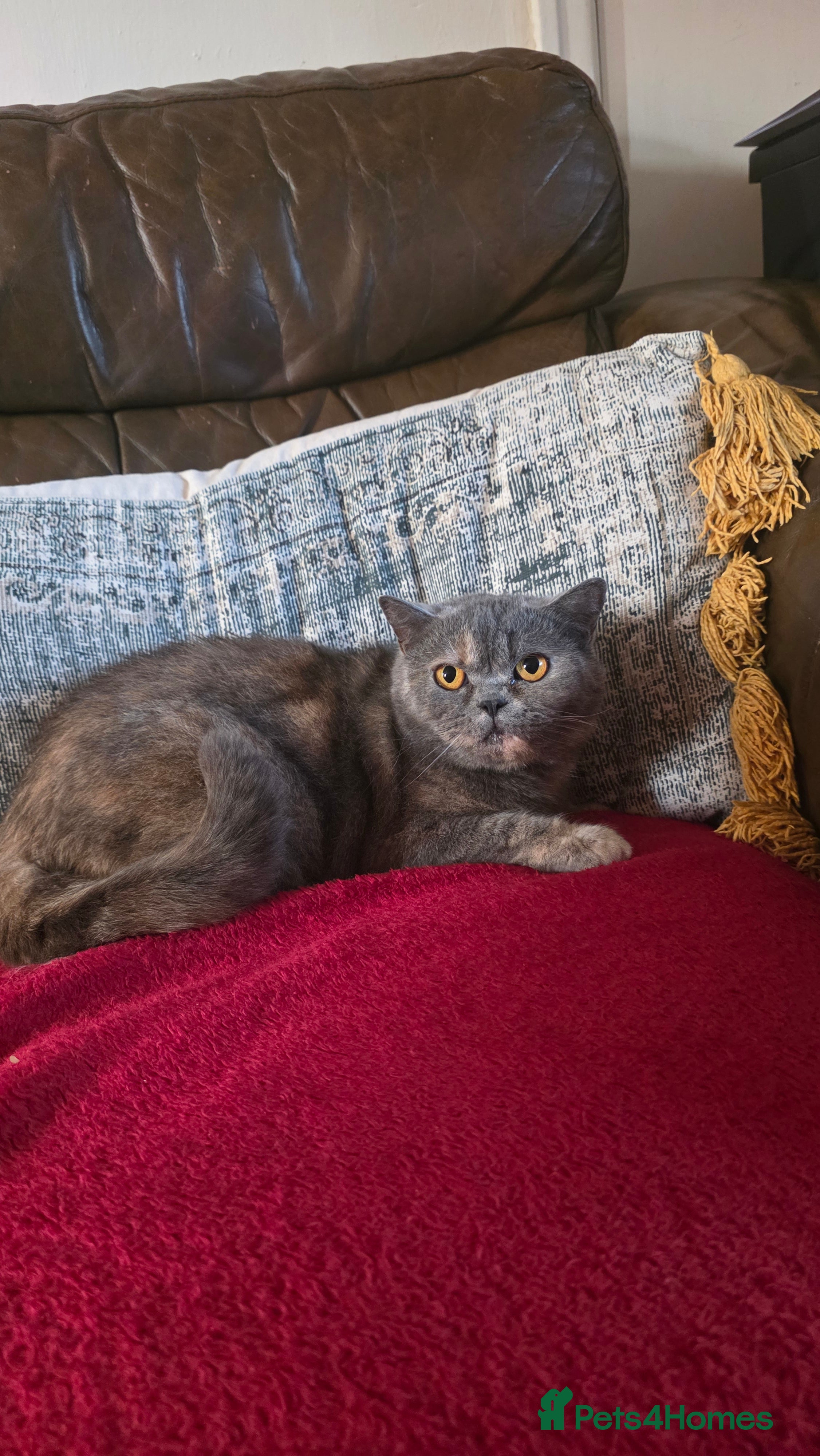 British Shorthair cats Stephanie  - Advert 1