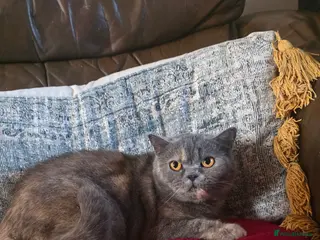 British Shorthair cats Stephanie - Advert 1