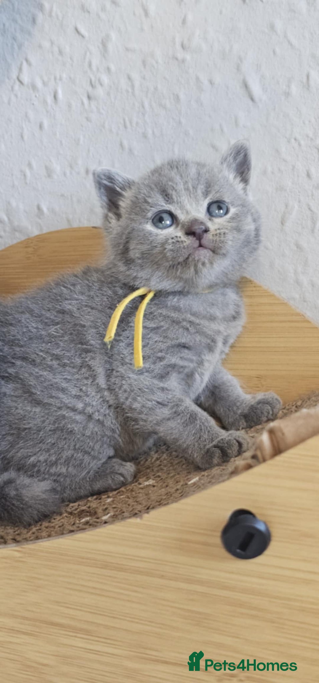 British Shorthair cats for sale: British Shorthair Kittens for Sale 🐾 - Advert 11