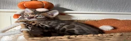 Bengal cats for sale: 🐆Exceptional Pedigree Bengal Kittens 🐆 - Advert 35