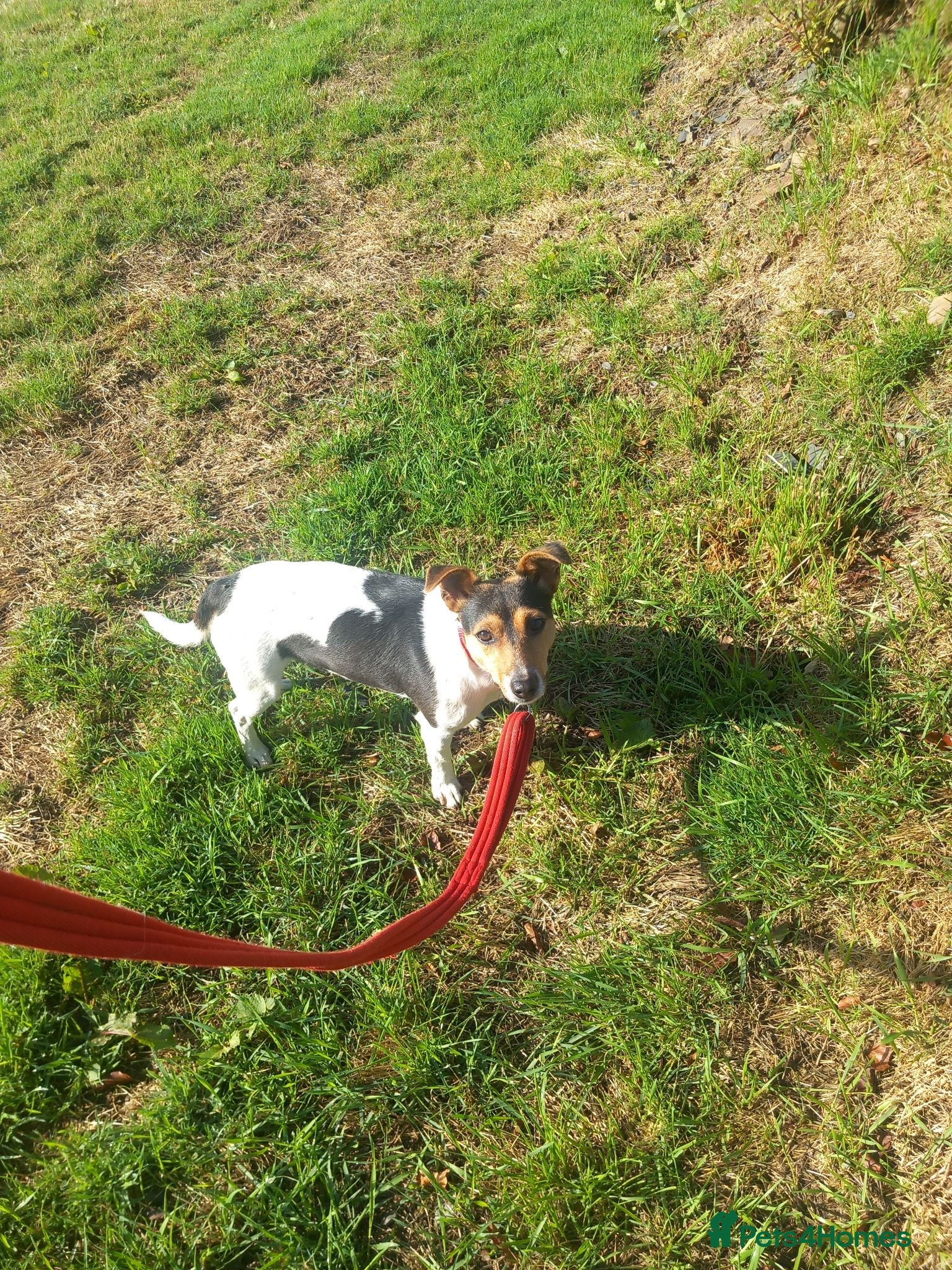 Jack Russell dogs Jack Russell Castrated Boy - Advert 2