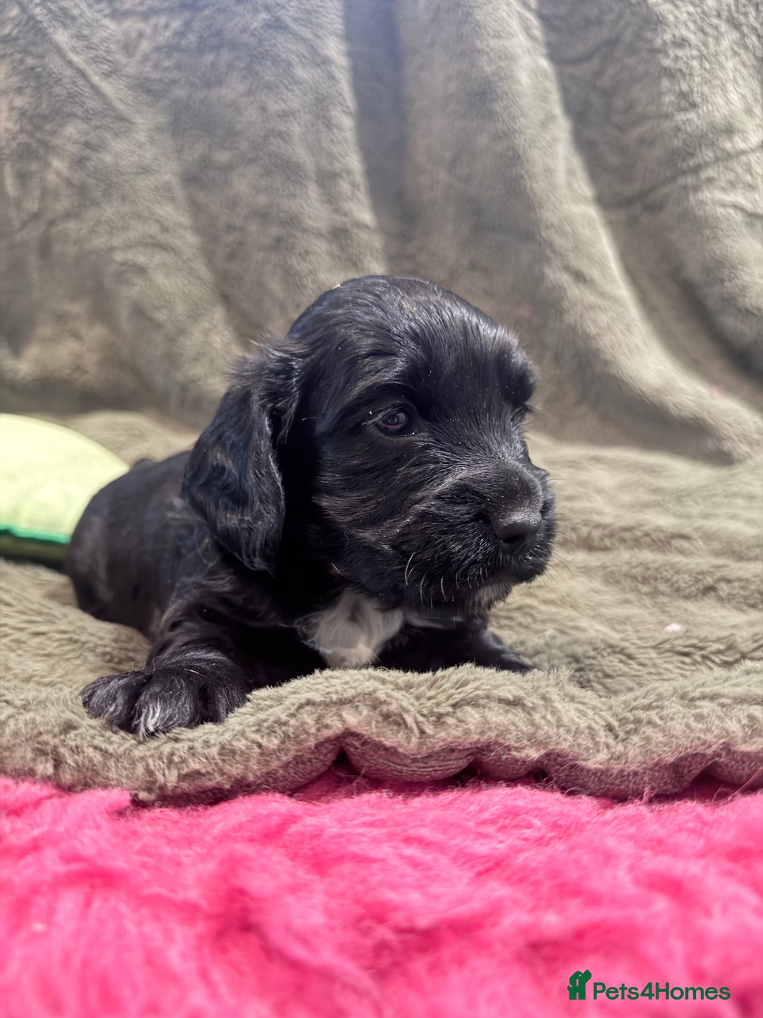 Cocker Spaniel dogs for sale: 3 stunning kc cocker girls💕 - Image 2