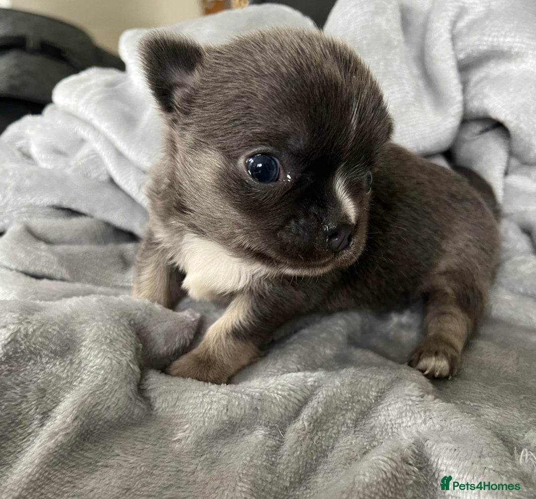 Chihuahua dogs for sale: Stunning top quality long haired Chihuahuas - Advert 4