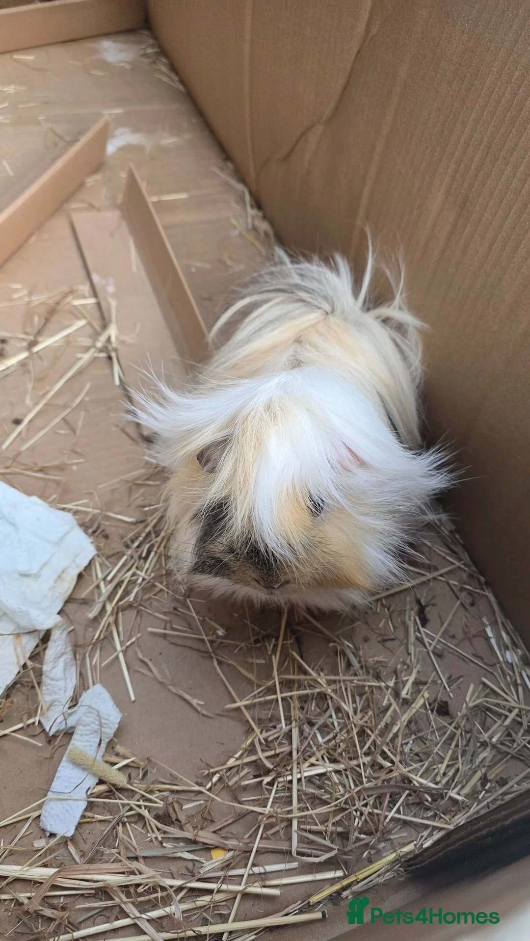 Guinea Pig rodents for sale: Guinea pig long hair for rehoming - Advert 2