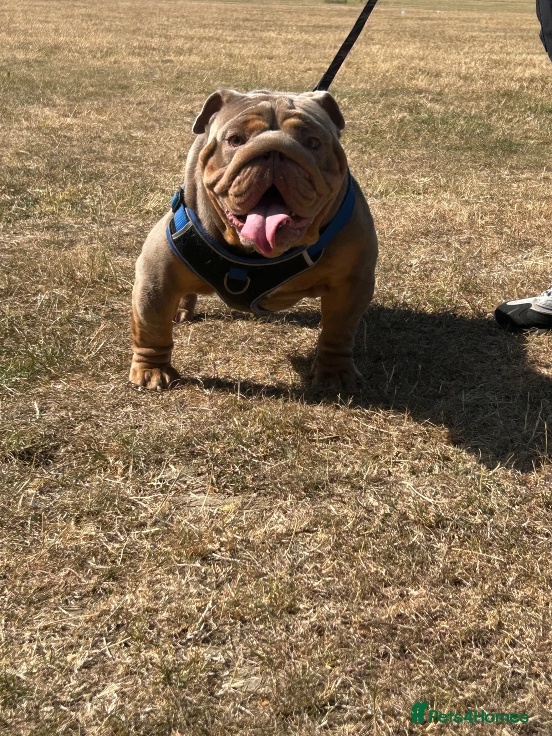 English Bulldog dogs for stud: Hugo ready for stud - Advert 2