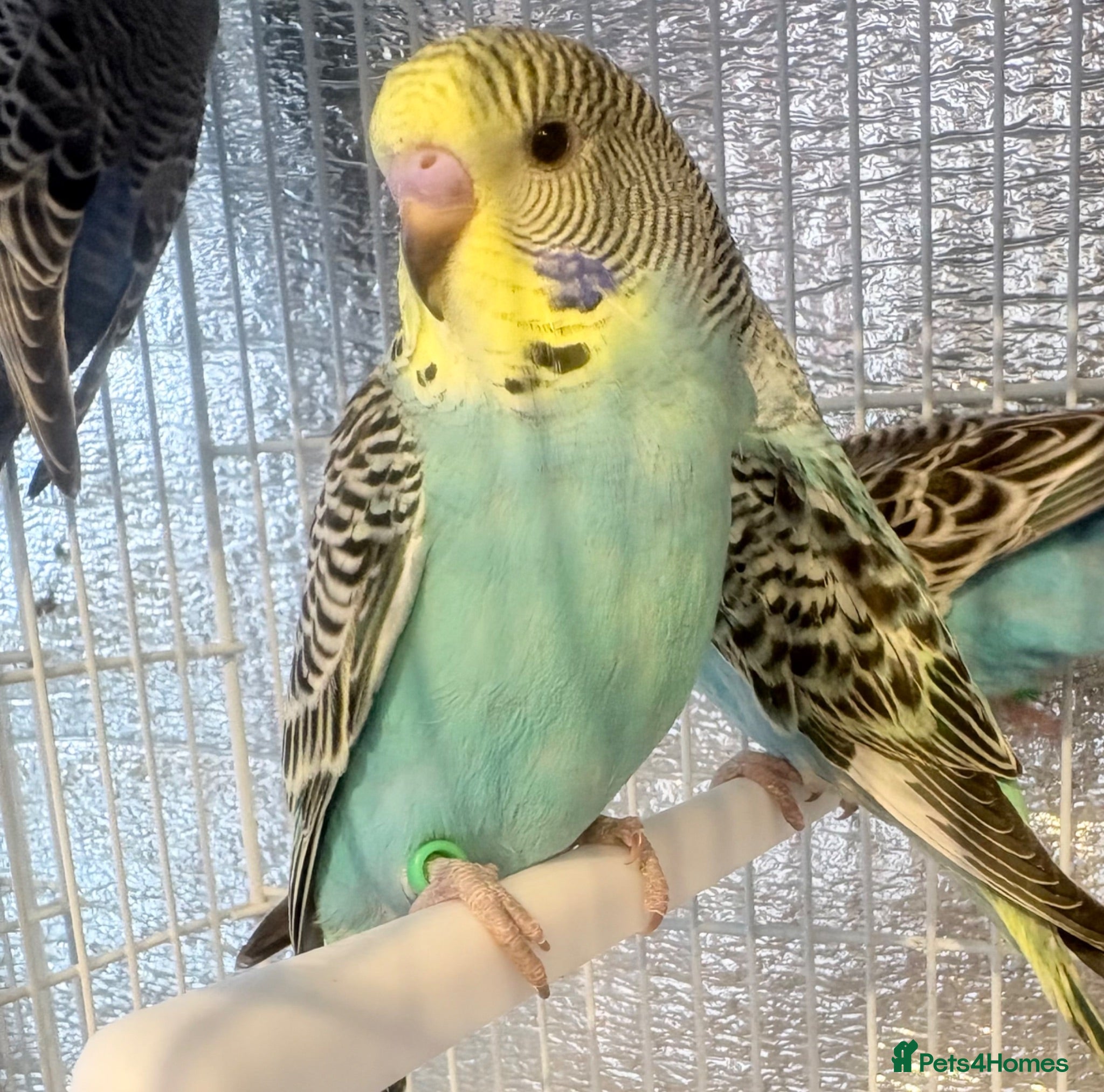 Budgerigars birds Baby budgies  - Advert 2