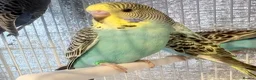 Budgerigars birds for sale: Baby budgies  - Advert 2