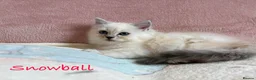 Perdoll cats for sale: Absolutely beautiful Perdoll Kittens  - Advert 18