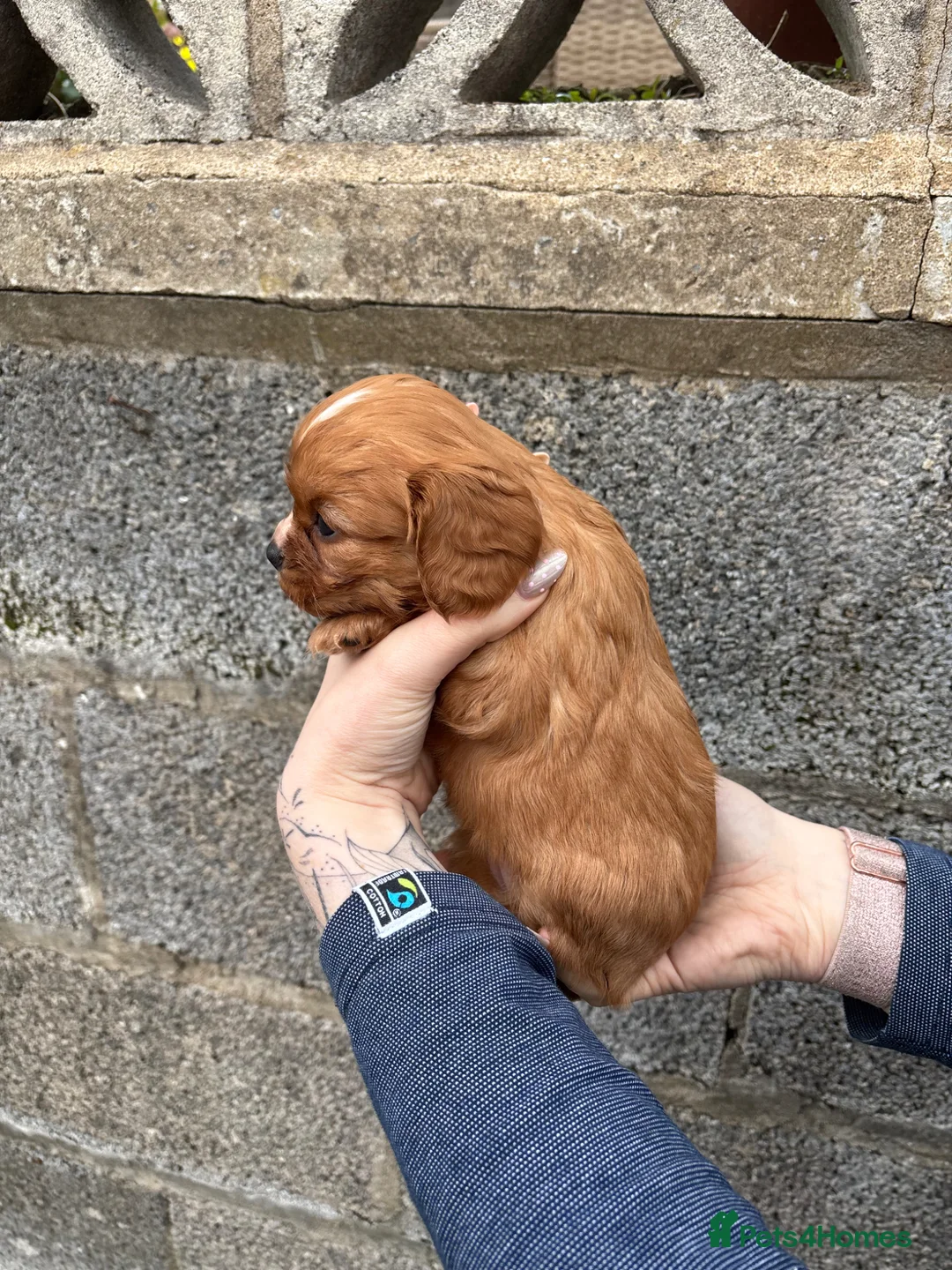 Cavalier King Charles Spaniel dogs for sale: Absolutely beautiful King Charles Cavalier puppies - Advert 33