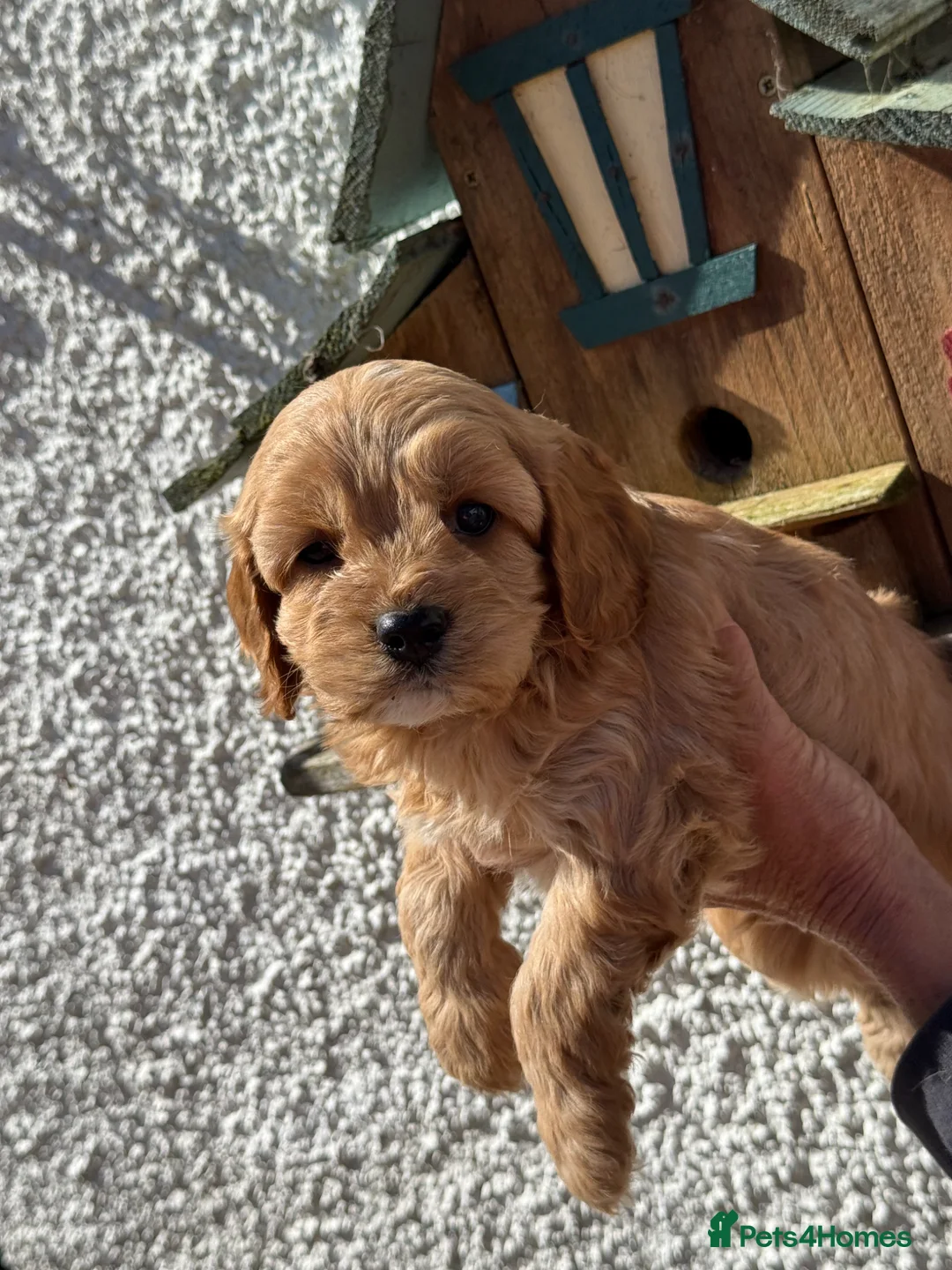 Cavapoo dogs for sale: Stunning F1 Cavapoos - Advert 6