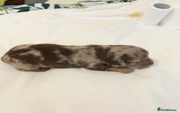 Dachshund dogs for sale: Dachshund  - Image 5