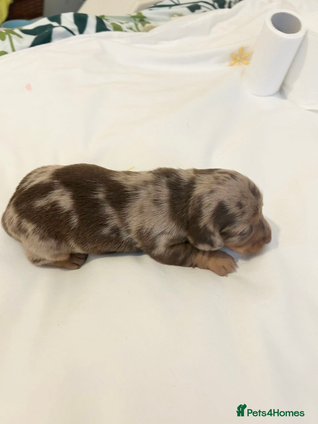 Dachshund dogs for sale: Dachshund  - Image 5