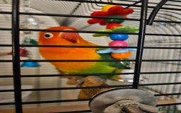 Lovebirds birds for sale: Hand reared lovebird - Image 2
