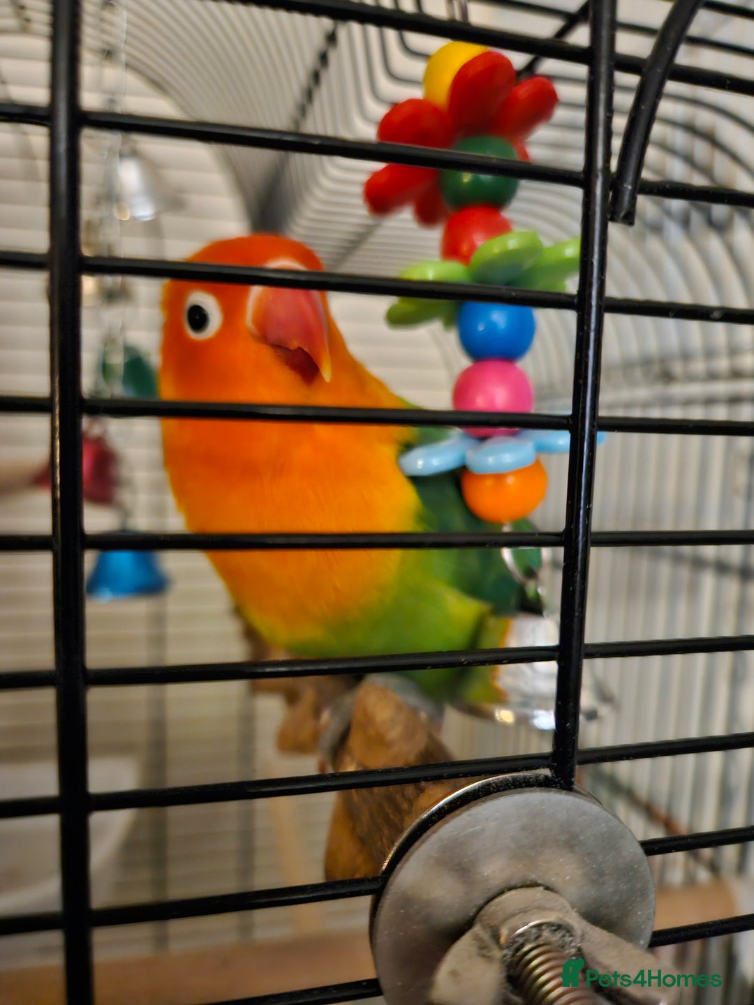 Lovebirds birds for sale: Hand reared lovebird - Image 2