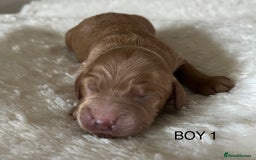 Cockapoo dogs for sale: Pop the champagne 🍾  - Image 8