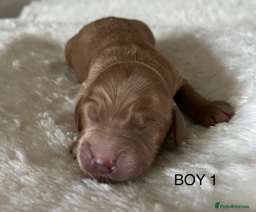 Cockapoo dogs for sale: Pop the champagne 🍾  - Image 8