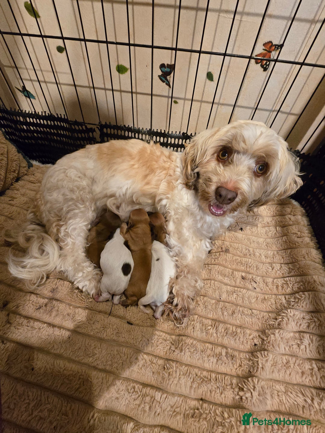 Havanese dogs for sale: Beautifully colored Havanese puppies - Advert 4