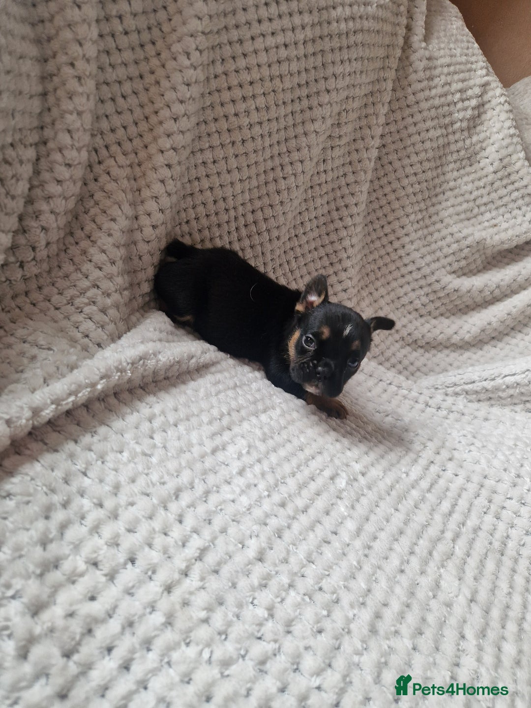 Mixed Breed dogs for sale: Beautiful Mini - Bull pups for sale  - Image 2