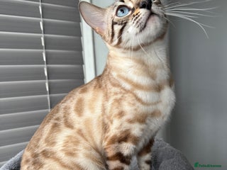 Bengal cats - Advert 22