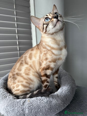 Bengal cats - Advert 1