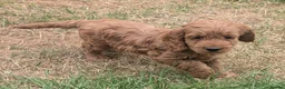 Cockapoo dogs for sale: Licensed breeder, health tested F1 cockapoo pups - Advert 32