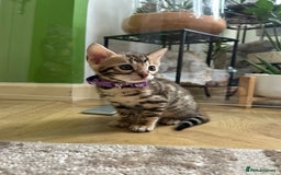 Bengal cats for sale: ❤️ Gorgeous Pure Bengal Kittens Available ❤️ - Image 17