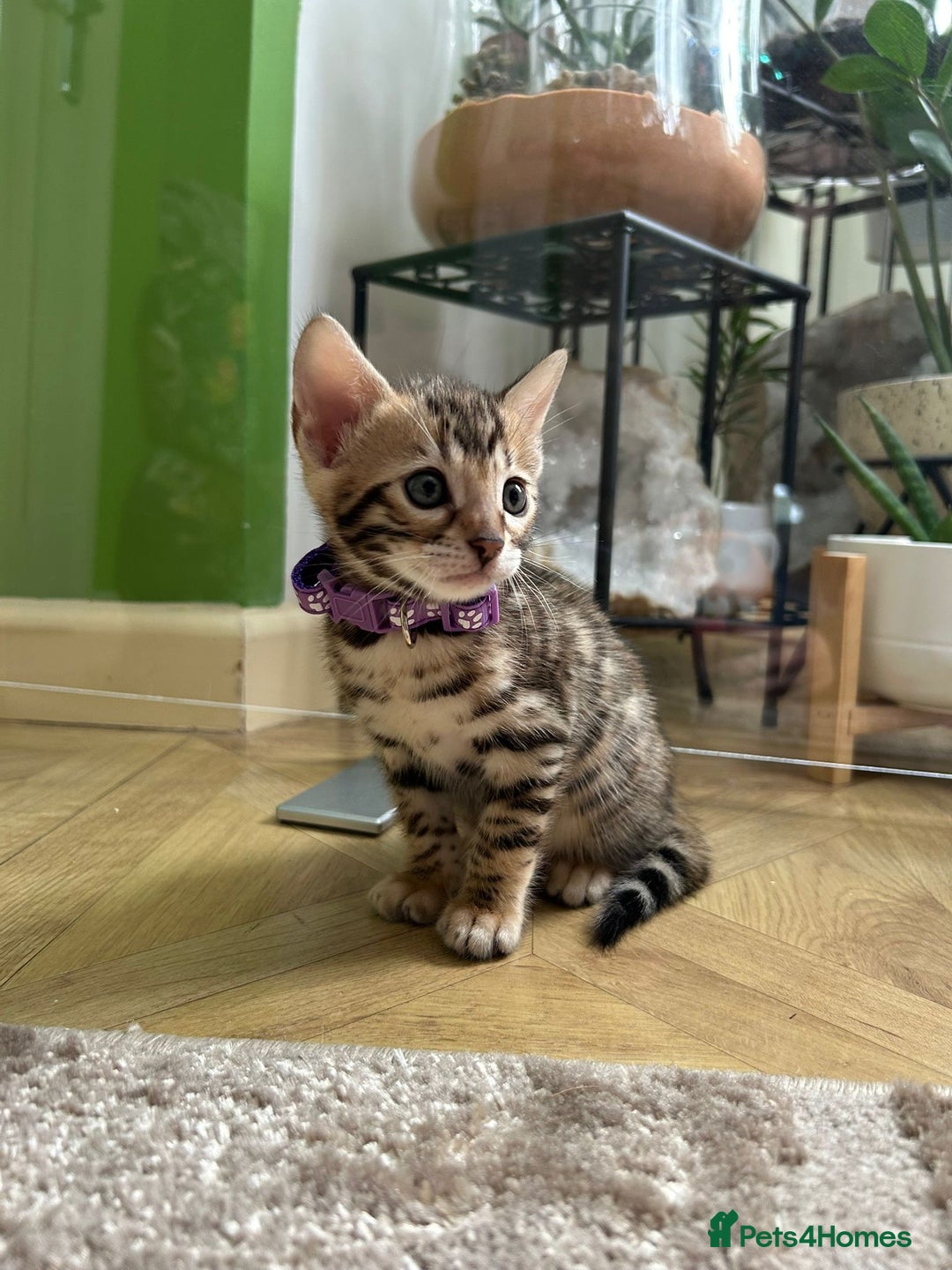 Bengal cats for sale: ❤️ Gorgeous Pure Bengal Kittens Available ❤️ - Image 17