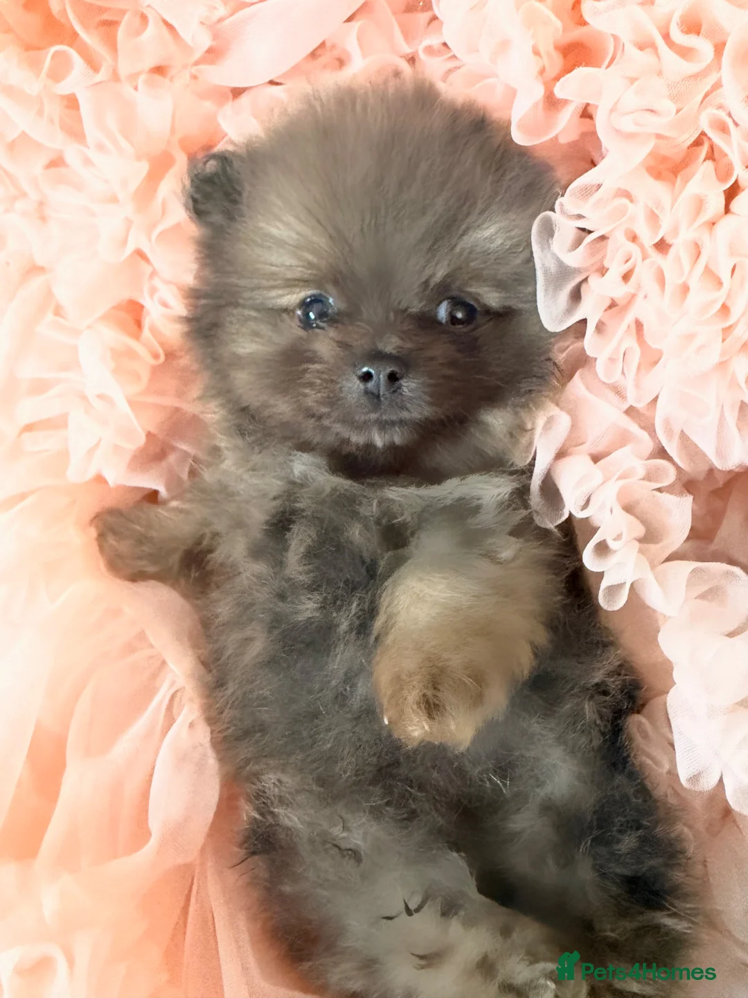 Pomeranian dogs for sale: Teddy bear Pomeranian  **  fluffy Poms  - Advert 2