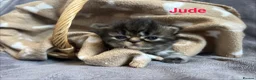 Persian cats for sale: Beautiful litter of Persian kittens, PKD Neg - Advert 5