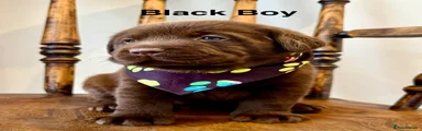 Labrador Retriever 2