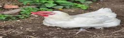 Chickens poultry for sale: Poulet de Bresse eggs, chicks, hens and cockerels - Advert 4