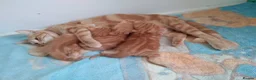 Mixed Breed cats for sale:  3 GINGER KITTENS  - Advert 5