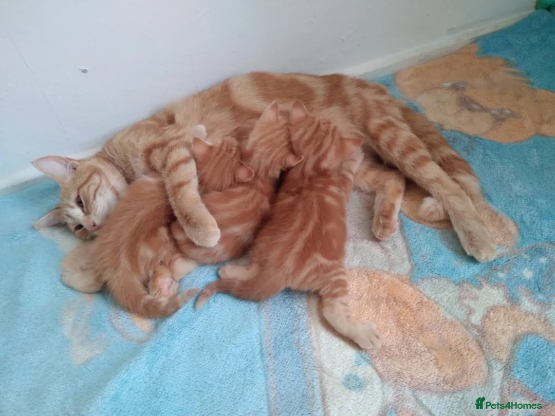 Mixed Breed cats for sale:  3 GINGER KITTENS  - Advert 5