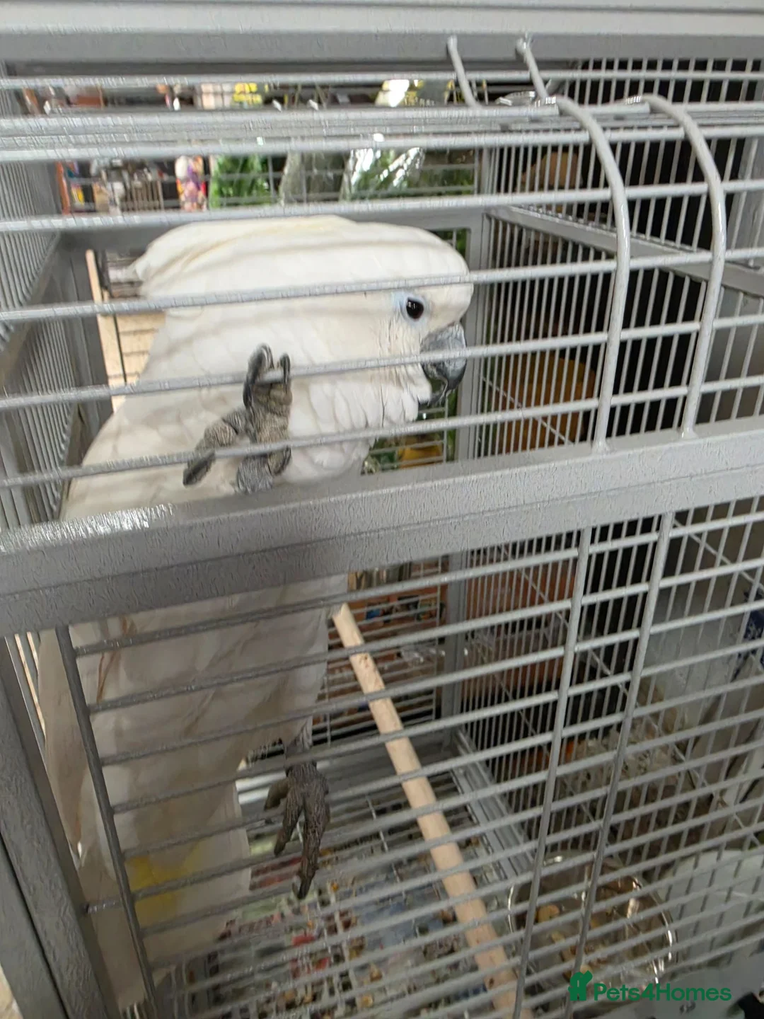 Cockatoo birds for sale: Umbrella cockatoo in Shildon - Advert 4