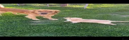 Golden Retriever dogs for stud: HANDSOME DARK GOLDEN RETRIEVER STUD-PICK OF LITTER - Advert 29