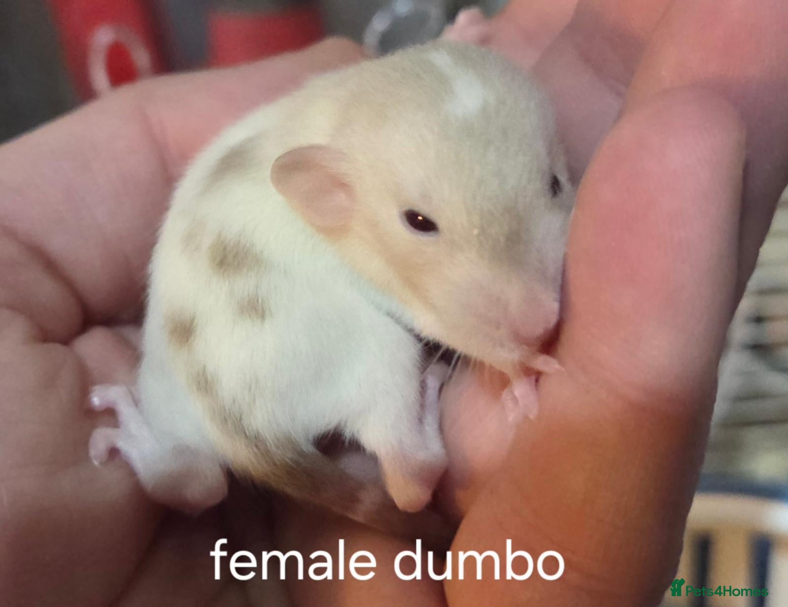 Rat rodents Dumbos and fancy rats sometimes balds.  - Advert 1